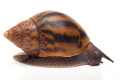 Achatina achatina achatina Ghana typ 1c semiadult 8cm